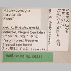 Pachycondyla havilandi Forel, 1901 label