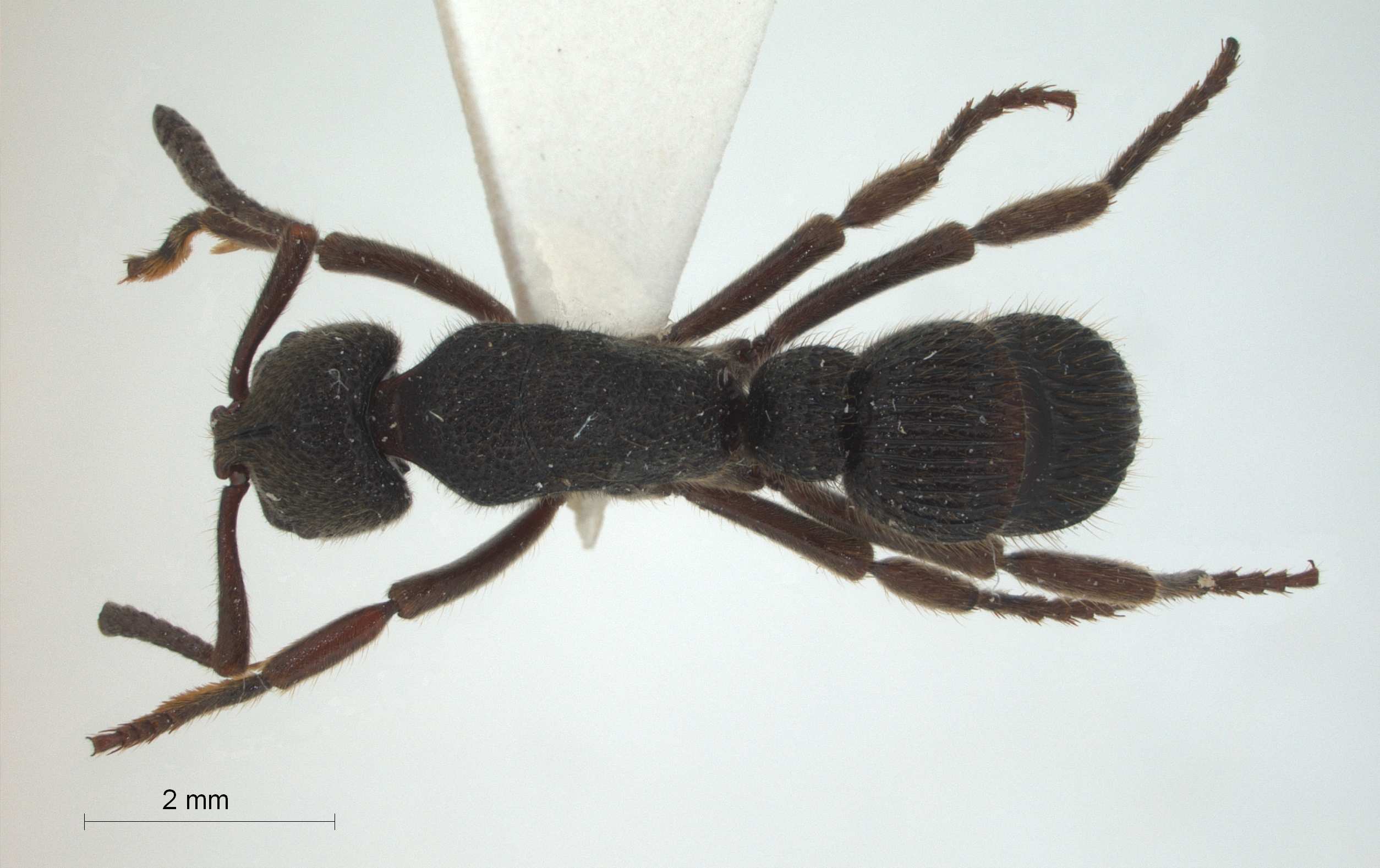 Pachycondyla insularis dorsal