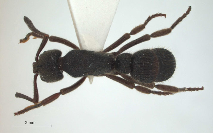 Pachycondyla insularis dorsal