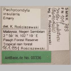 Pachycondyla insularis Emery, 1889 label