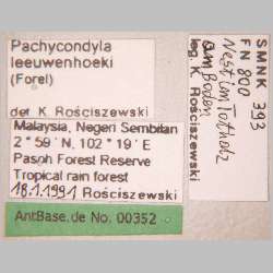 Pachycondyla leeuwenhoeki Forel, 1886 label