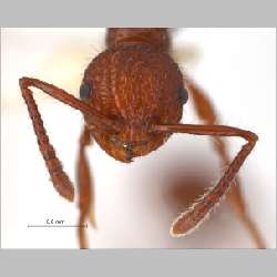 Pristomyrmex trachylissus Smith, 1858 frontal