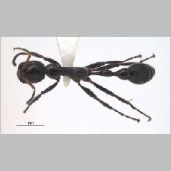 Tetraponera attenuata Smith, 1877 dorsal