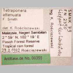 Tetraponera attenuata Smith, 1877 label