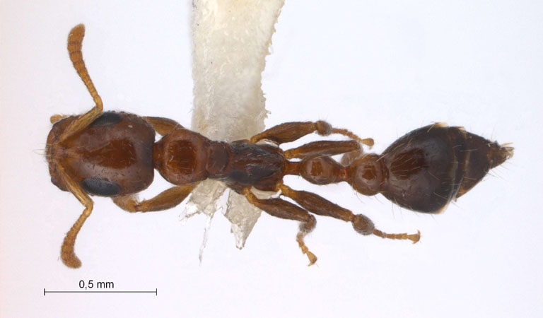 Tetraponera modesta dorsal