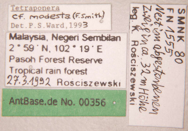 Tetraponera modesta label