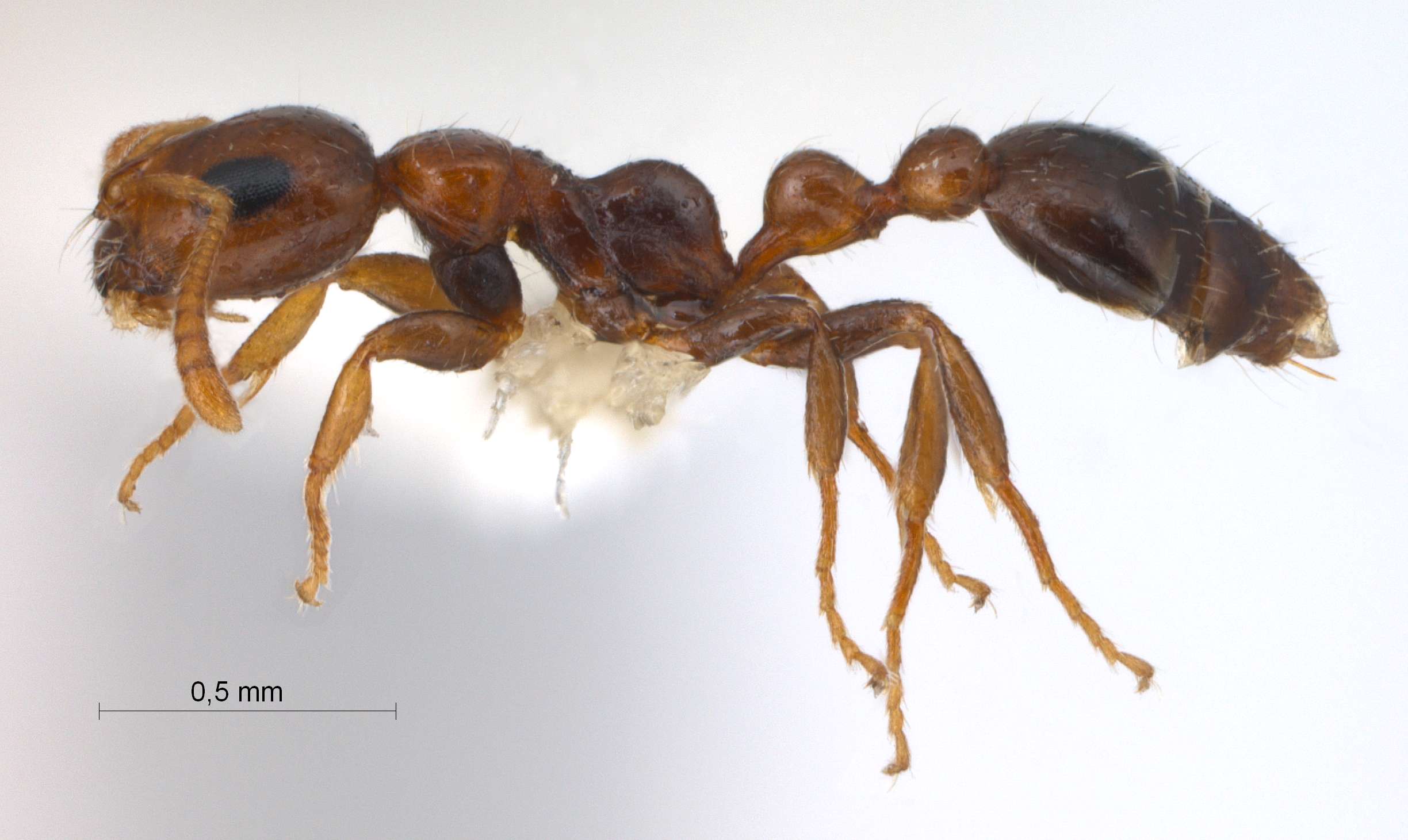 Tetraponera modesta lateral