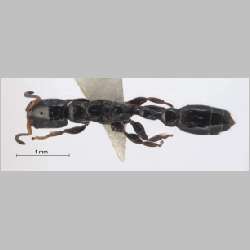 Tetraponera nitida Smith, 1860 dorsal