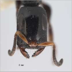 Tetraponera nitida Smith, 1860 frontal