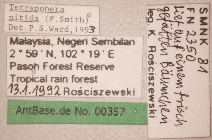 Tetraponera nitida label