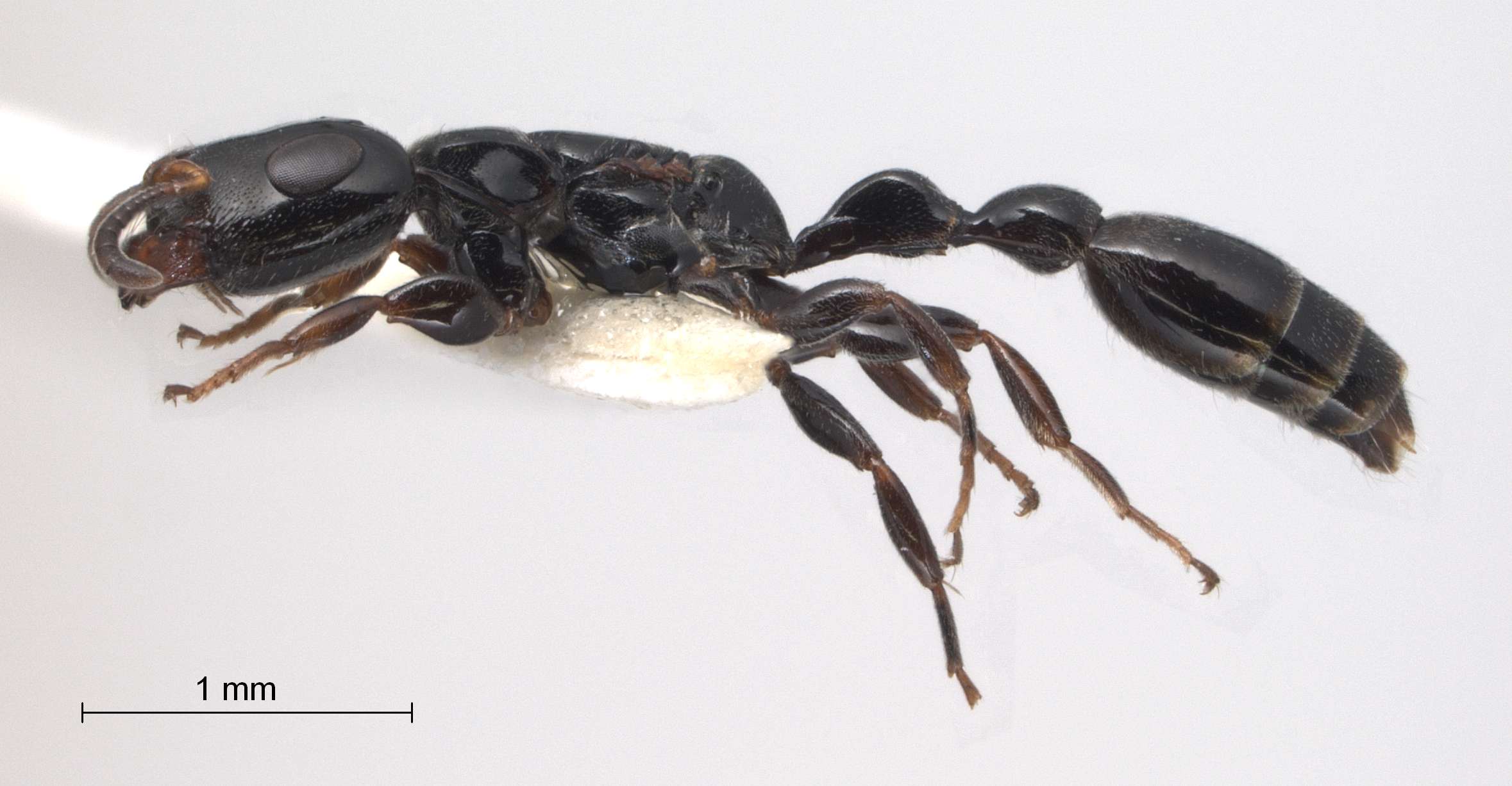 Tetraponera nitida lateral