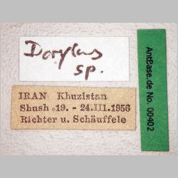 Dorylus sp Fabricius, 1793 label