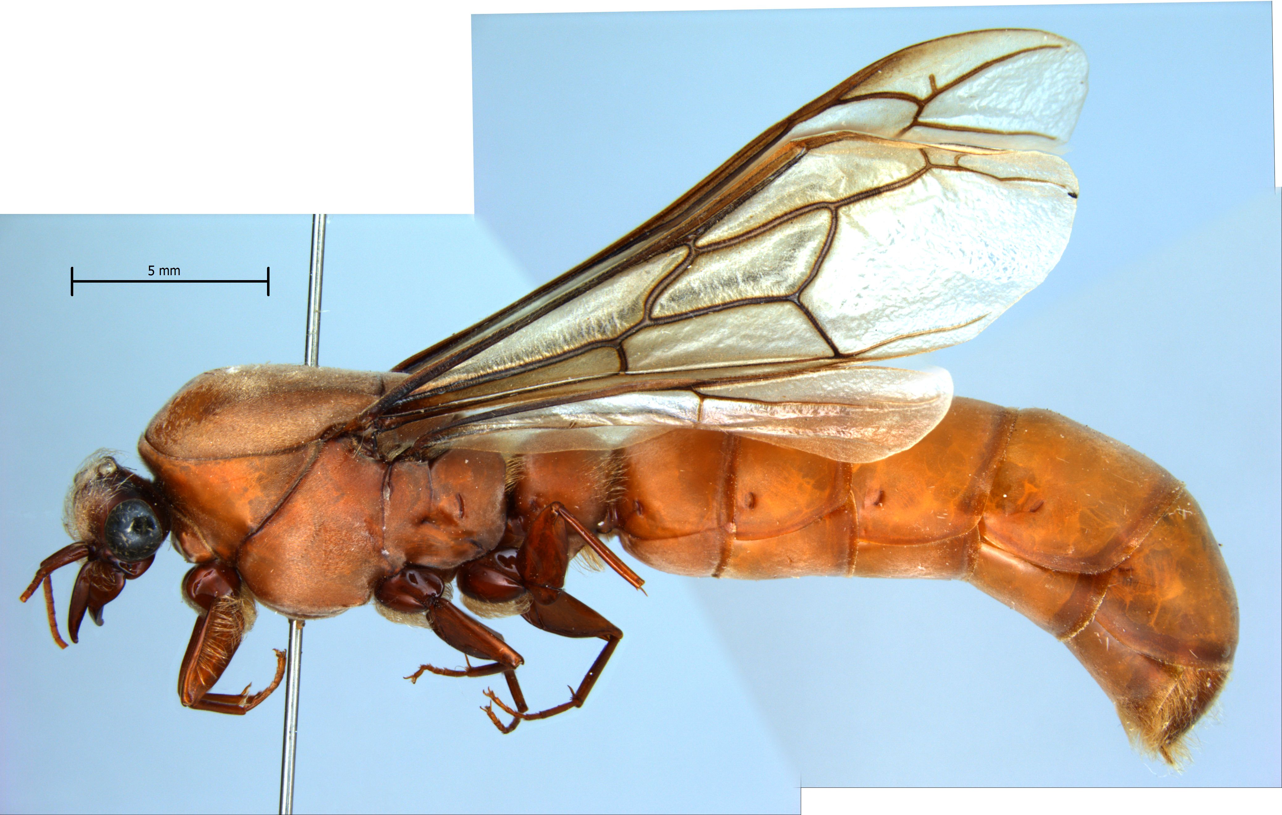 Dorylus sp lateral