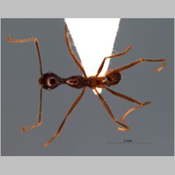 Pheidole longipes Latreille, 1802 dorsal