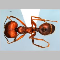 Pheidole longipes major Latreille, 1802 dorsal