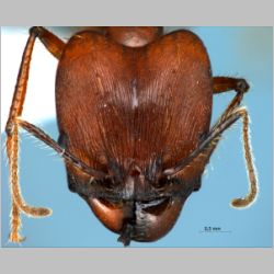 Pheidole longipes major Latreille, 1802 frontal