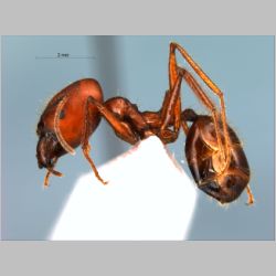 Pheidole longipes major Latreille, 1802 lateral