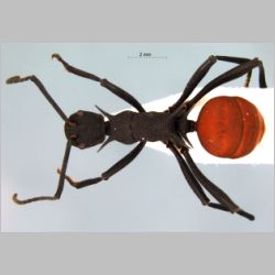 Polyrhachis armata Le Guillou, 1842 dorsal