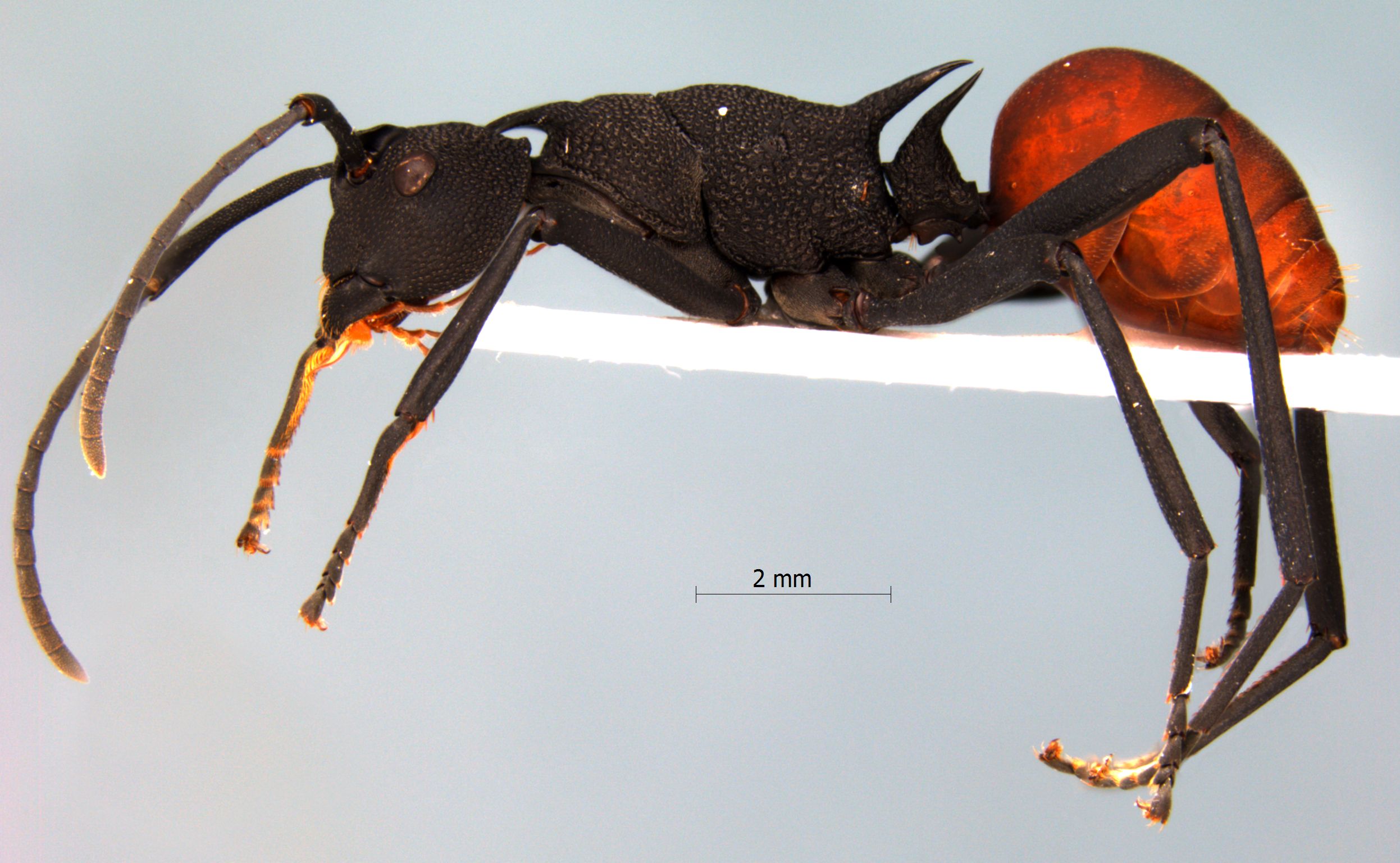 Polyrhachis armata lateral