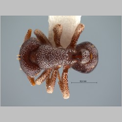 Eurhopalothrix dubia Taylor, 1990 dorsal