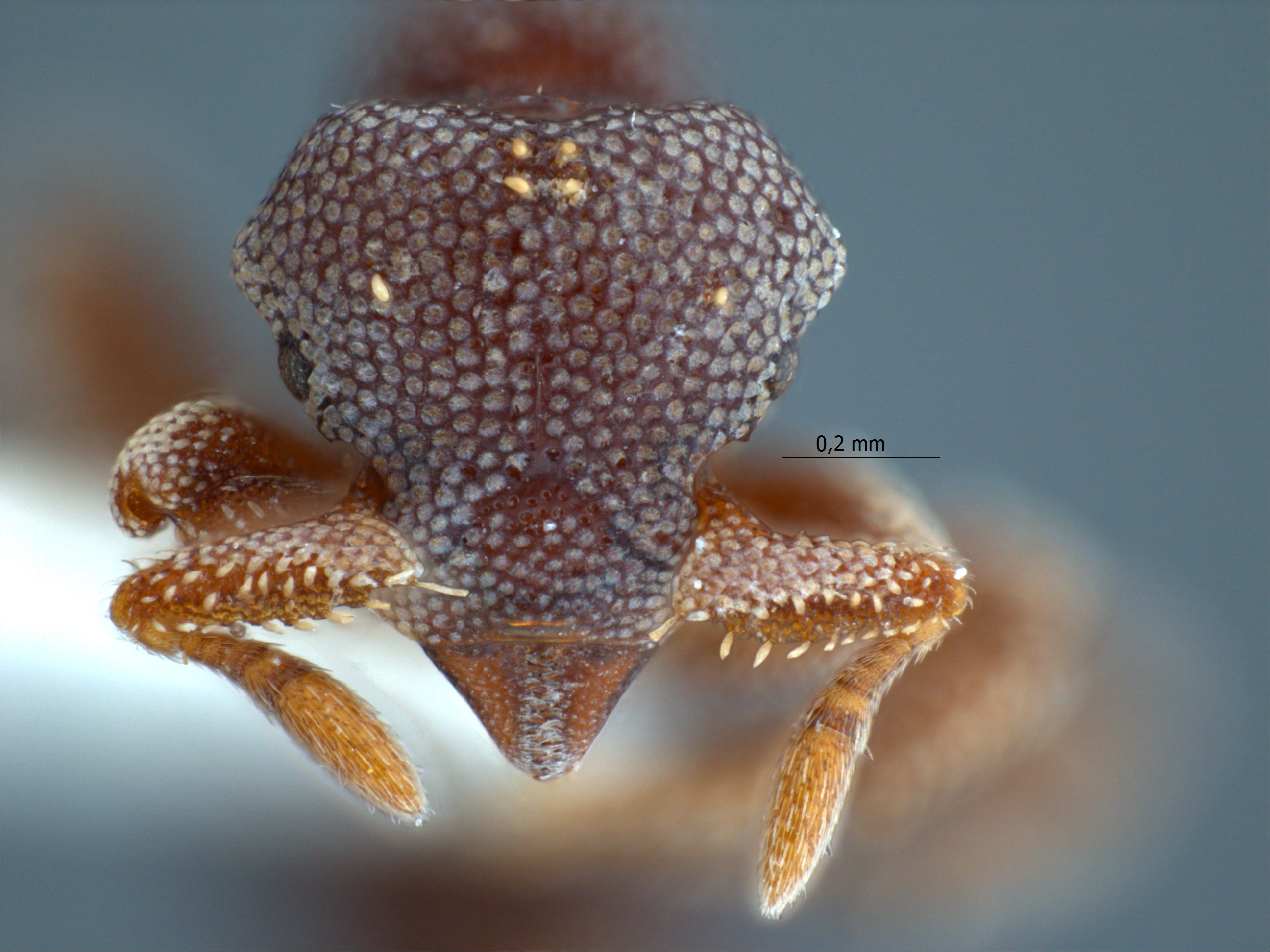 Eurhopalothrix dubia frontal