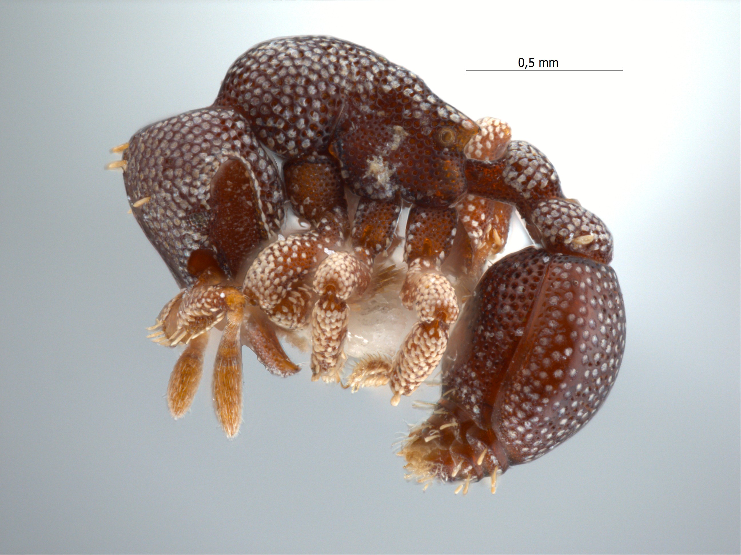 Eurhopalothrix dubia lateral