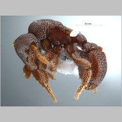 Eurhopalothrix platisquama Taylor, 1990 lateral