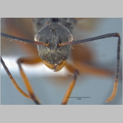 Polyrhachis bicolor gyne Smith, 1858 frontal