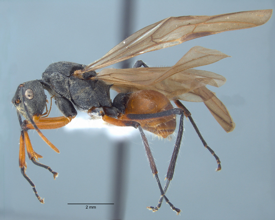 Polyrhachis bicolor gyne lateral