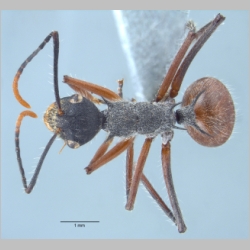 Polyrhachis artname Smith, 1858 dorsal