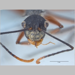 Polyrhachis artname Smith, 1858 frontal