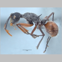 Polyrhachis artname Smith, 1858 lateral