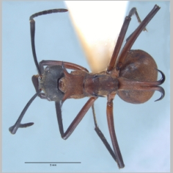 Polyrhachis olybria Forel, 1912 dorsal