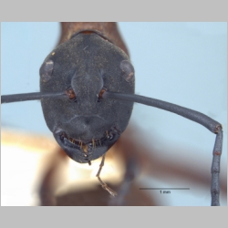 Polyrhachis olybria Forel, 1912 frontal