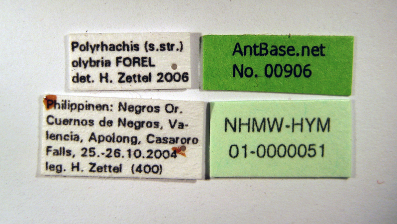 Polyrhachis olybria label