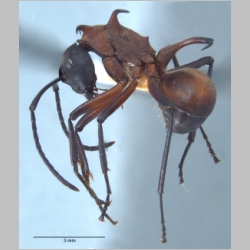 Polyrhachis olybria Forel, 1912 lateral