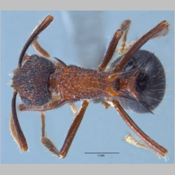 Polyrhachis rufipes Smith, 1858 dorsal