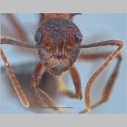 Polyrhachis rufipes Smith, 1858 frontal