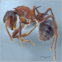 Polyrhachis rufipes Smith, 1858 lateral