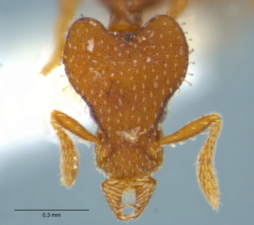 Strumigenys arrogantia frontal