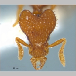 Strumigenys arrogantia Bolton, 2000 frontal