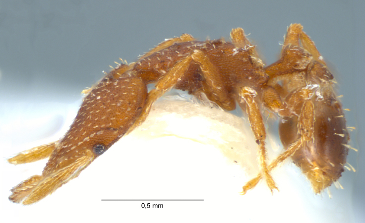 Strumigenys arrogantia lateral