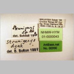 Strumigenys dyak Brown, 1959 label