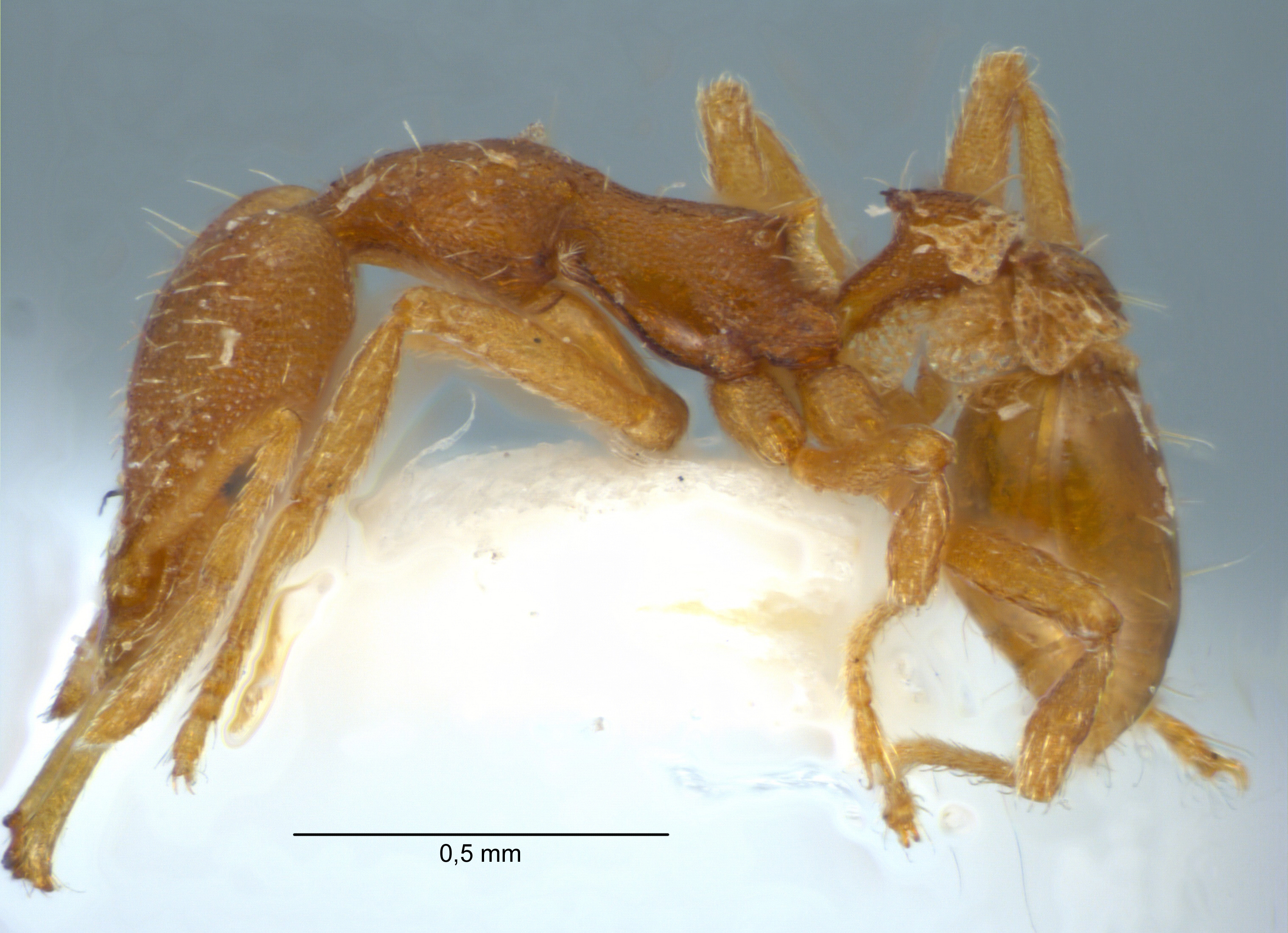 Strumigenys dyak lateral