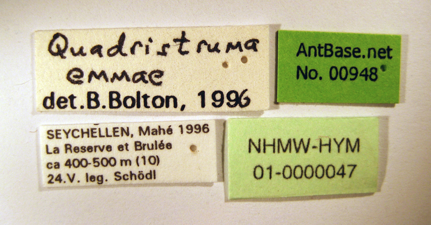 Strumigenys emmae gyne label