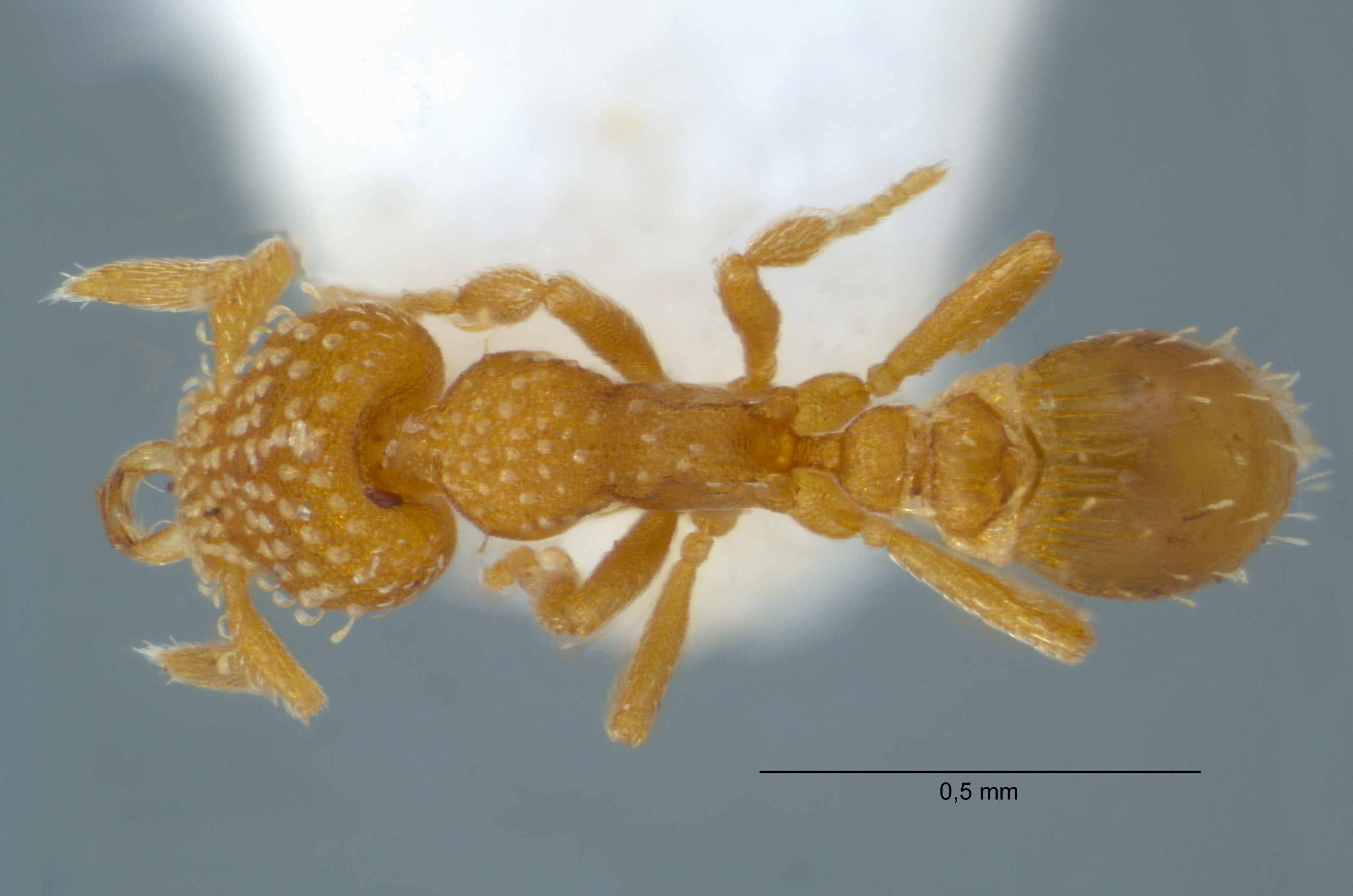 Strumigenys emmae worker dorsal