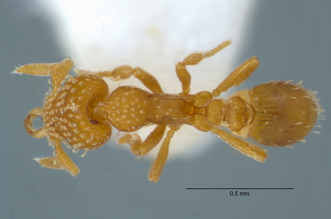 Strumigenys emmae worker dorsal