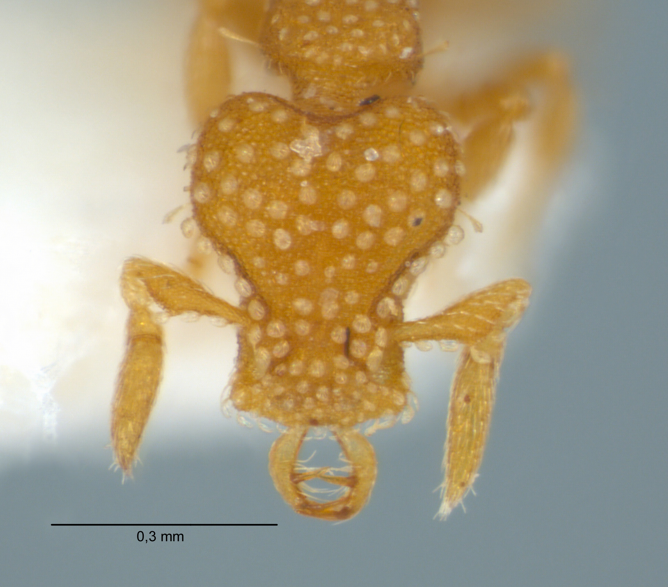 Strumigenys emmae worker frontal