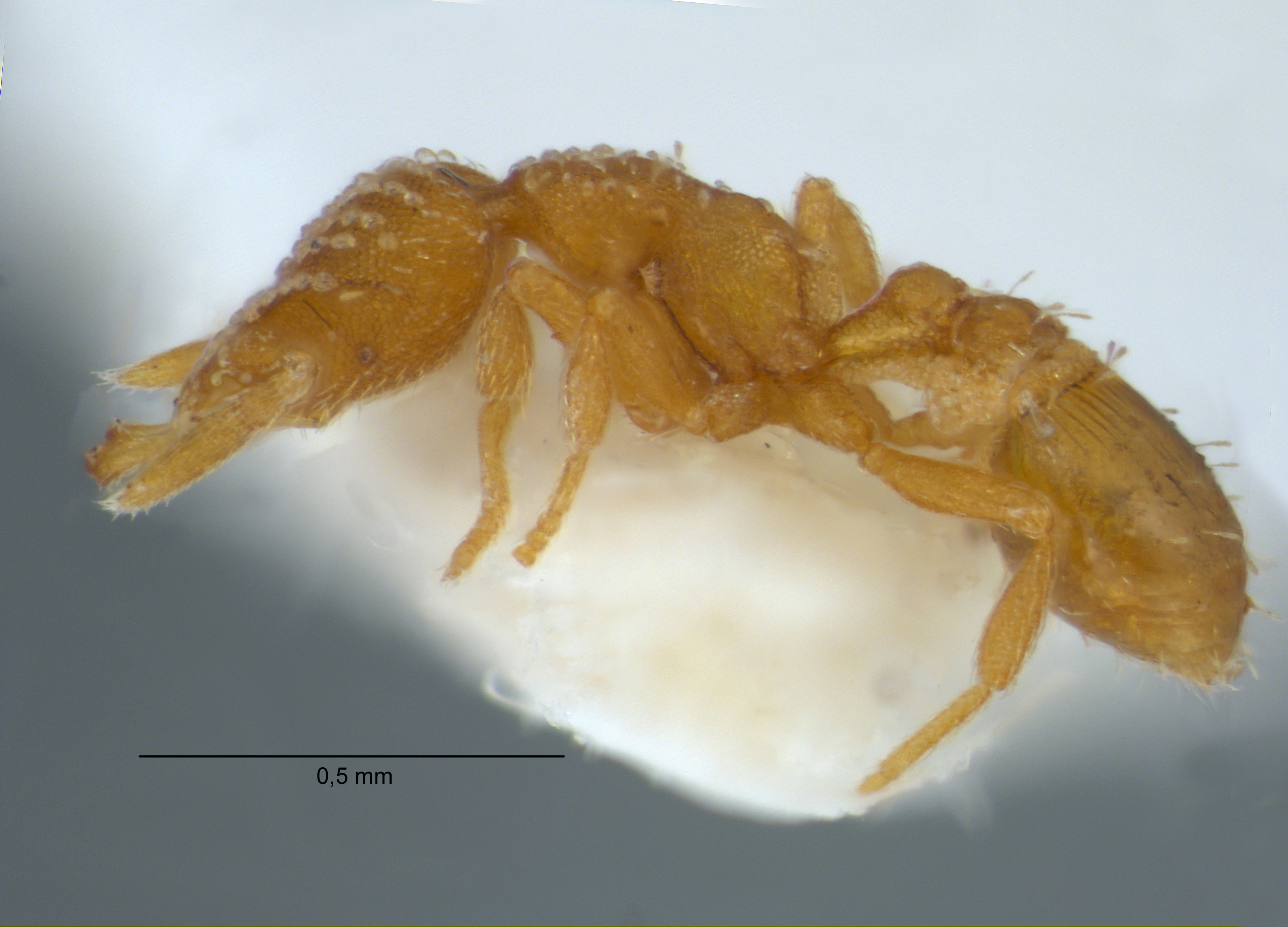 Strumigenys emmae worker lateral