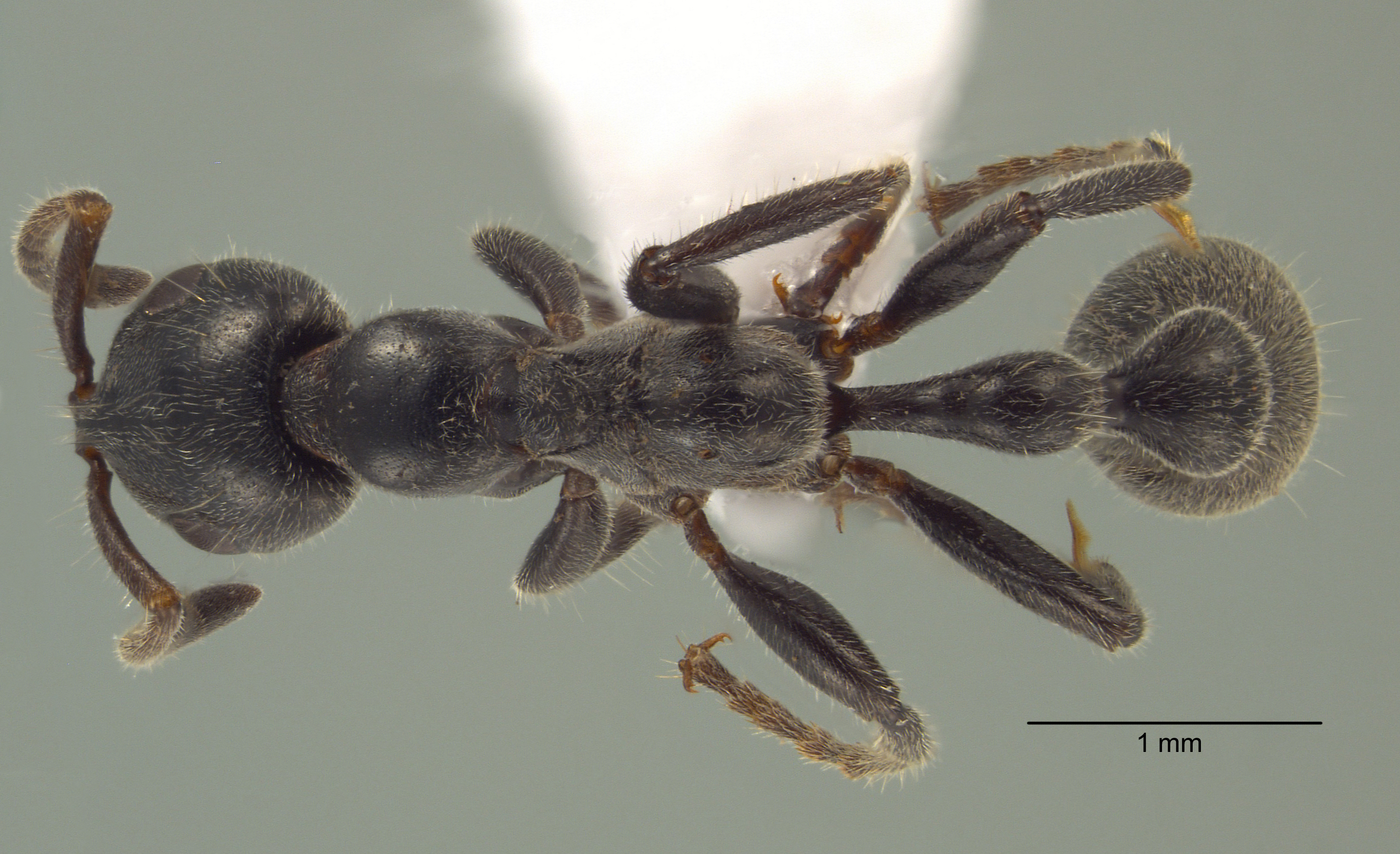 tetraponera attenuata dorsal